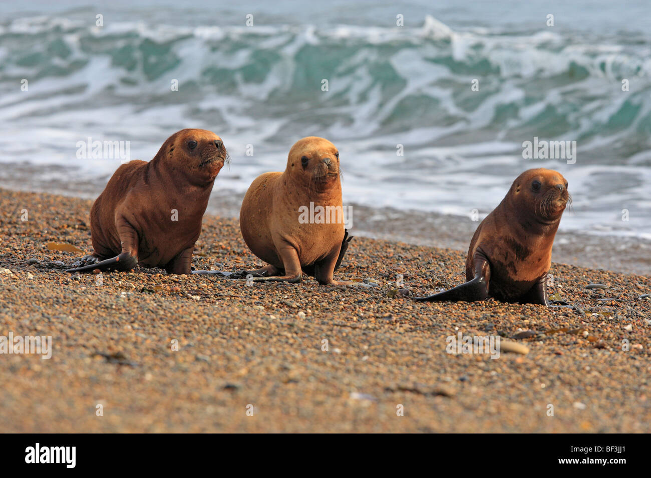 Lion de mer du Sud (Otaria flavescens, Otaria byronia). Trois mineurs marchant sur une plage. La Péninsule de Valdès, Argentine. Banque D'Images