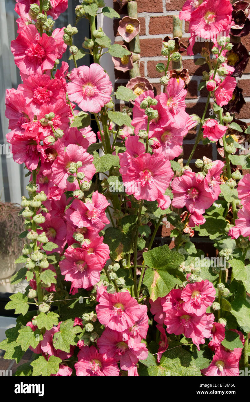 Harlingen frise la mauve rose fleurs roses Pays-Bas Banque D'Images Harlingen frise la mauve rose fleurs roses Pays-Bas Banque D'Images