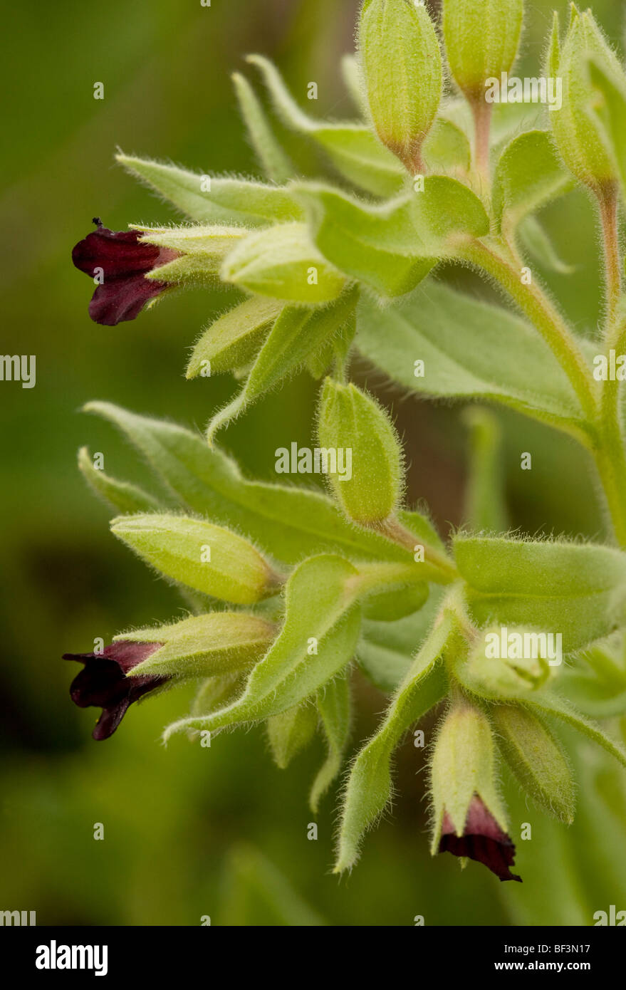 Une fleur de la famille des Boraginacées, Nonea pulla, Transylvanie Banque D'Images