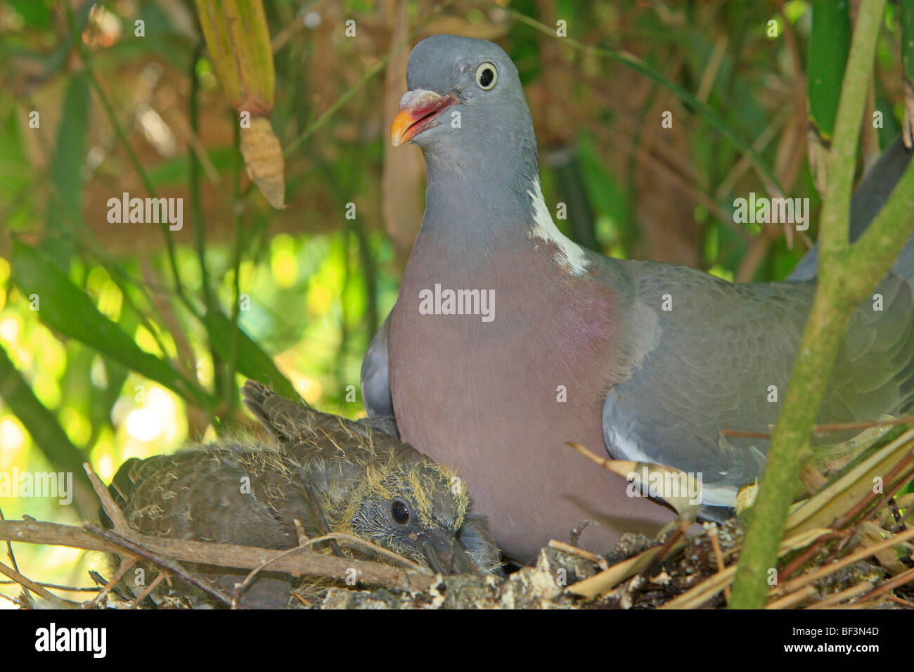 Pigeon ramier (Columba palumbus), des profils avec chick au nid. Banque D'Images