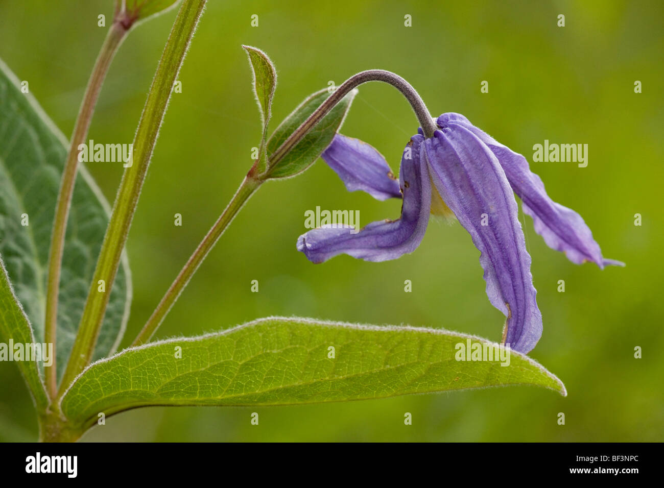 Clematis integrifolia en fleur. Banque D'Images