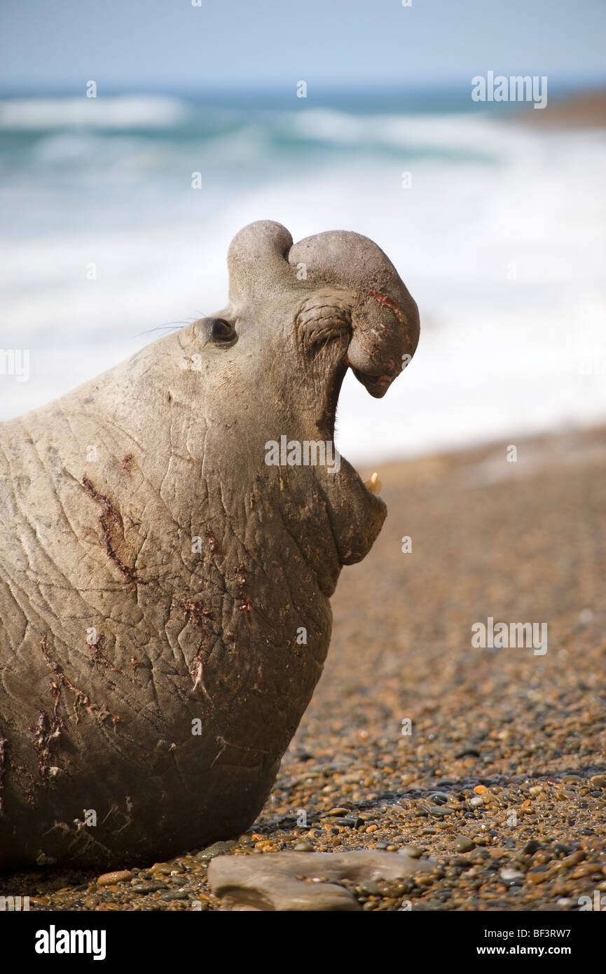 L'éléphant de mer, phoque mâle adulte, la Péninsule de Valdès, Patagonie, Argentine. Banque D'Images