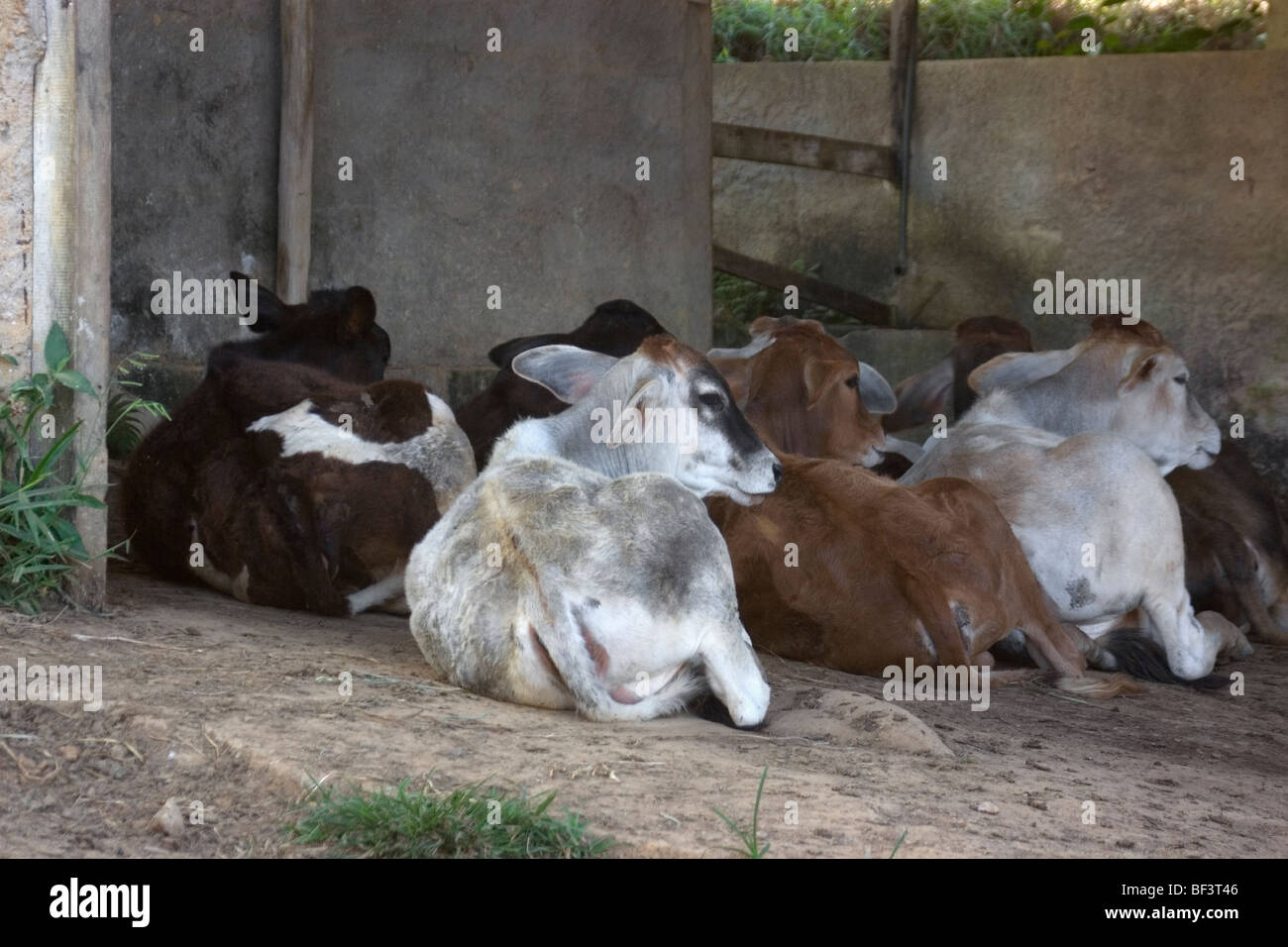 Le bétail dans une ferme, Visconde do Rio Branco, Minas Gerais, Brésil Banque D'Images