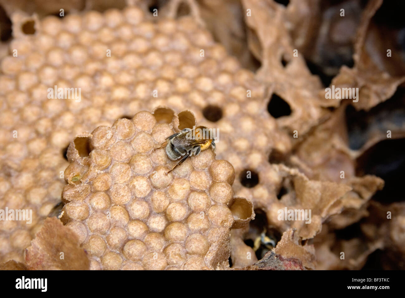 Ruche d'abeilles sans dard Melipona bicolor à l'Université de Viçosa, Viçosa, Minas Gerais, Brésil Banque D'Images