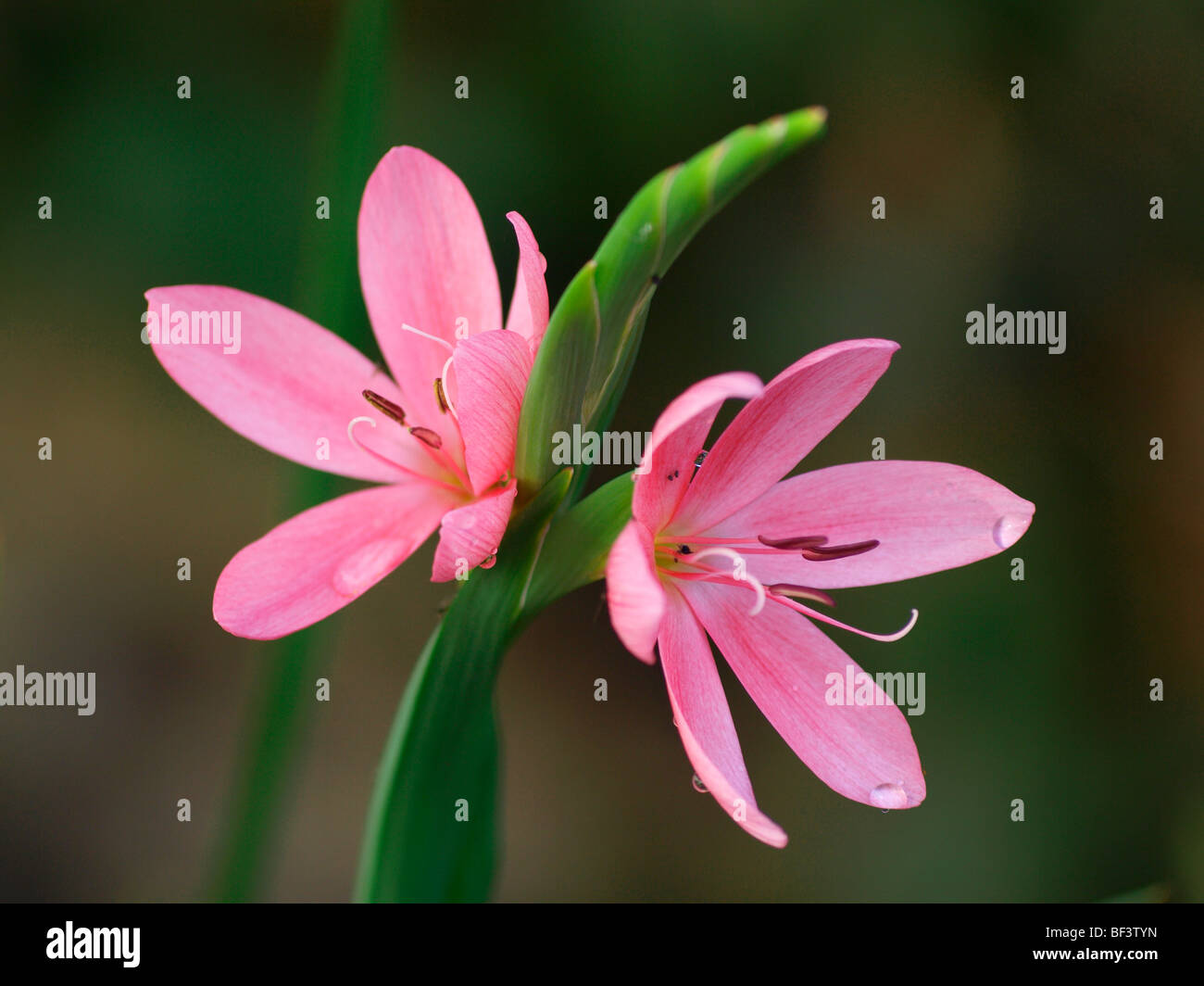 Kaffir Lily rose, Schizostylis coccinea Banque D'Images