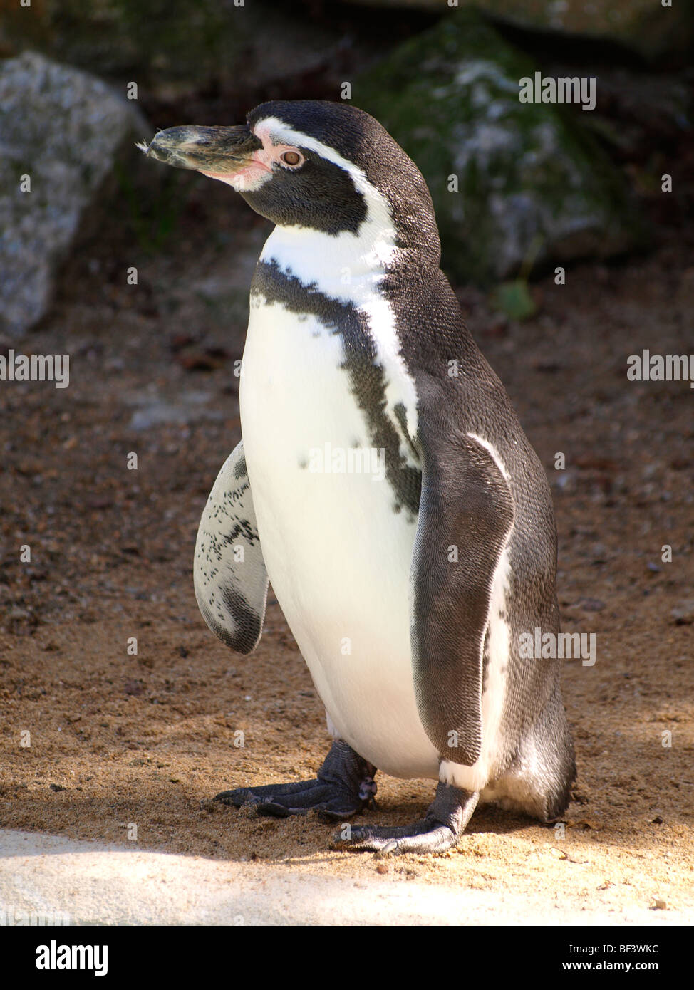 Le Humboldt Penguin, Spheniscus humboldti Banque D'Images