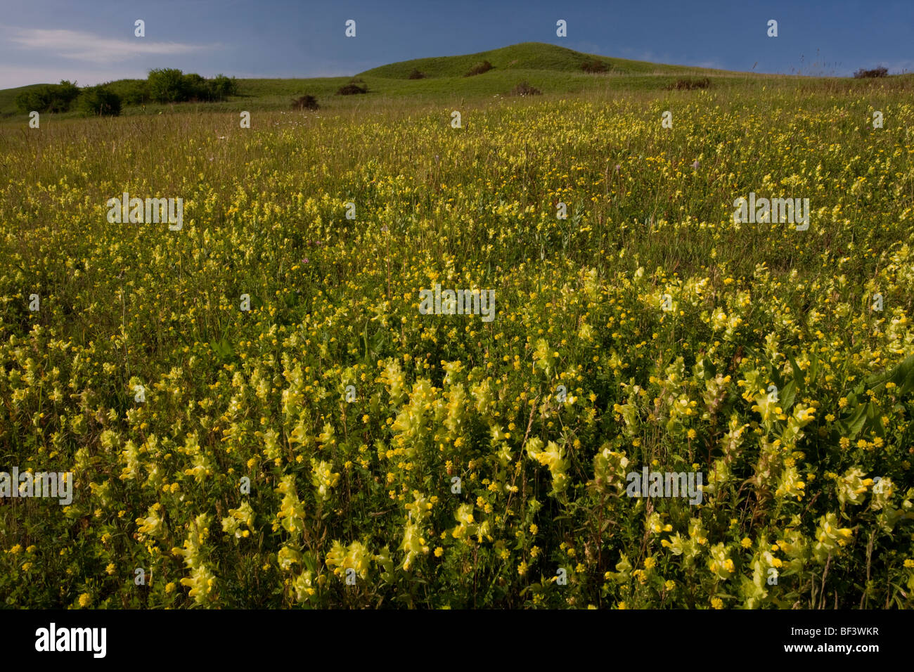 Masses d'un hochet jaune (ou le foin hochet), Rhinanthus rumelicus prairies riches en espèces près de Viscri. Banque D'Images