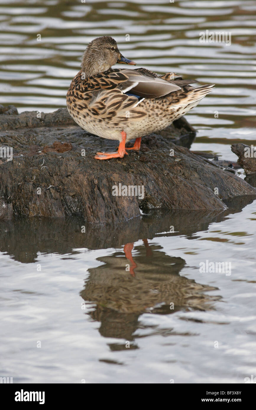 Canard colvert femelle reflétant dans l'étang Banque D'Images