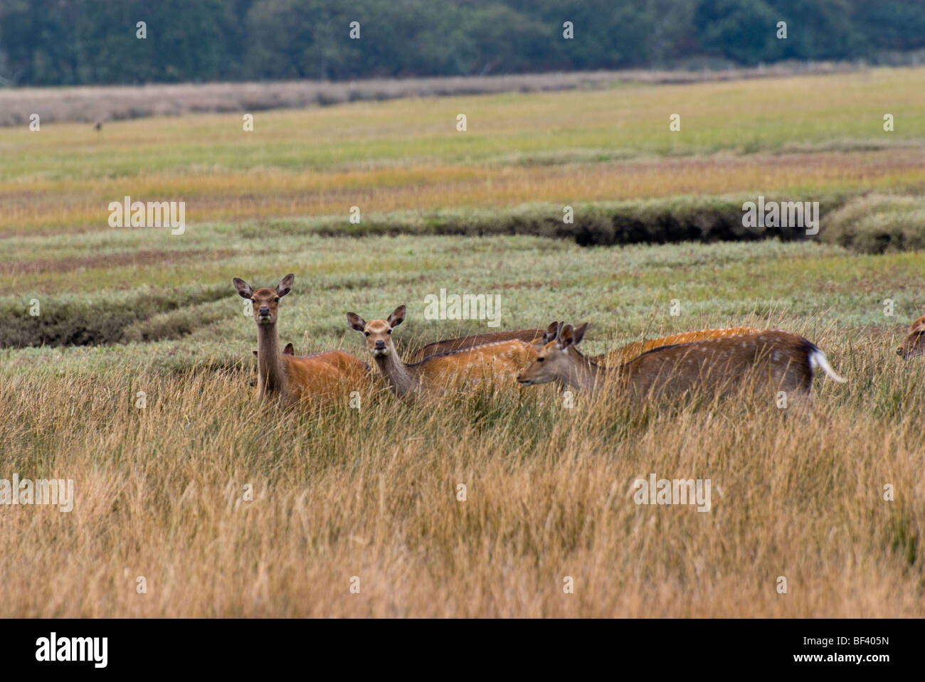 Le cerf sika (Cervus nippon) à Arne, sur l'île de Purbeck, dans le Dorset, Angleterre Banque D'Images