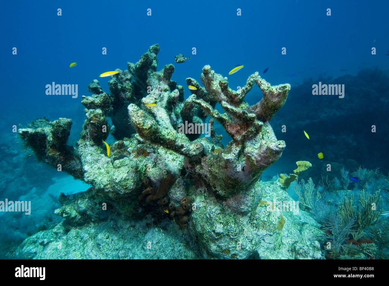 Corail mort Banque de photographies et d’images à haute résolution Alamy