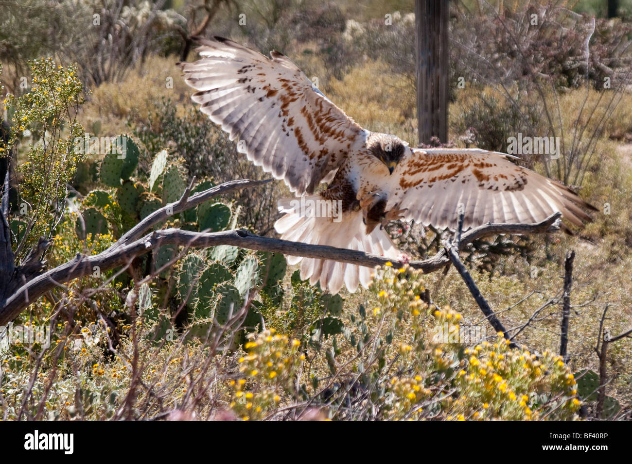 Harris Hawk Landing après la chasse, c'était pris dans le désert de Sonora en Arizona, USA. Ces rapaces chassent habituellement en tant qu'unités familiales Banque D'Images
