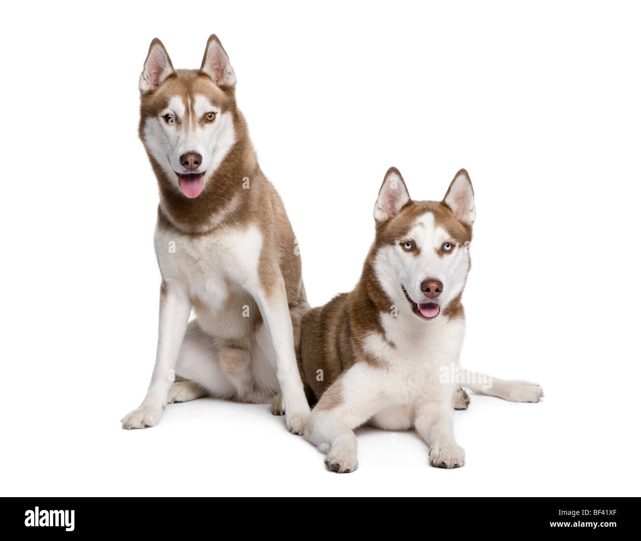 Les chiens husky, 4 et 1 ans, in front of white background, studio shot Banque D'Images