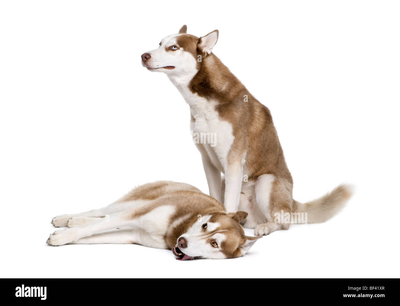 Les chiens husky, 4 et 1 ans, in front of white background, studio shot Banque D'Images