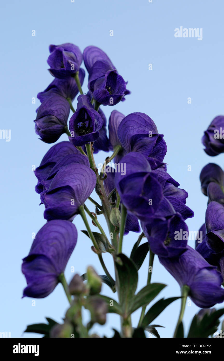 Aconitum Aconit napel bleu fleurs fleur contre le ciel bleu Banque D'Images