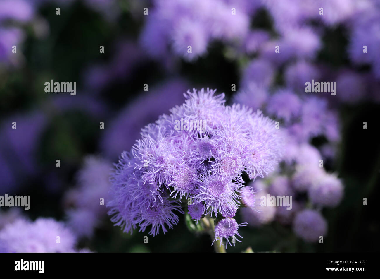 Ageratum houstonianum blue mink annuelle fleurs fleur abondante masse profusion couleur couleur Banque D'Images