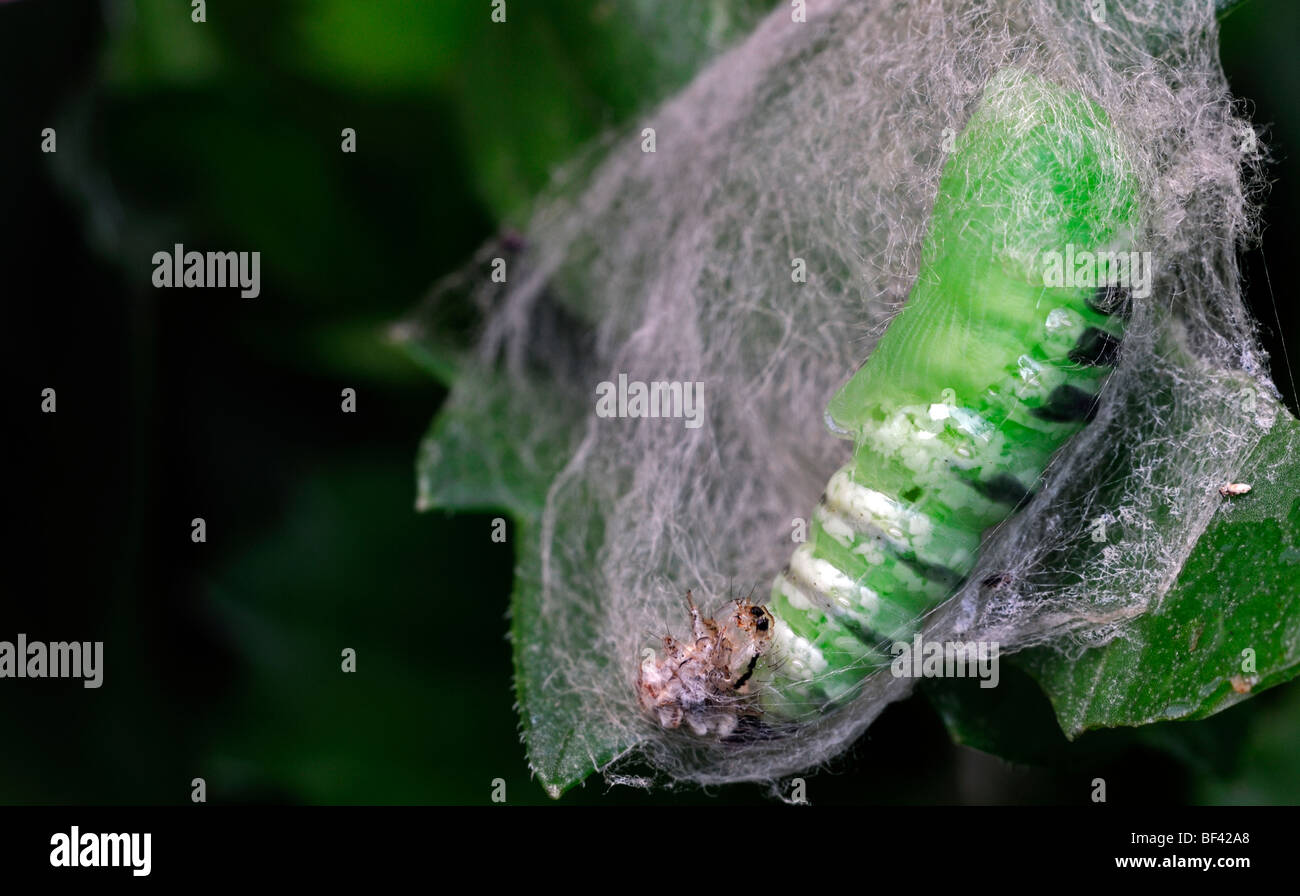 Chrysalide nymphose nymphose caterpillar vert larvaire larve Silk Cocoon web repos vue en coupe transversale regarder à l'intérieur caché Banque D'Images