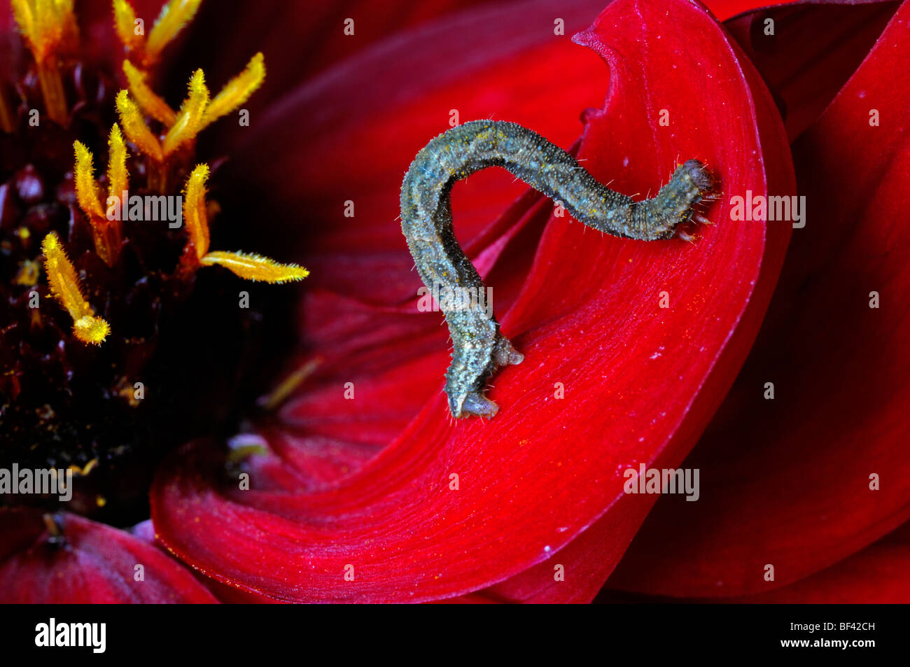 Très petite Petite chenille vert gris passage larvaire larve forme arquée en forme de fer à cheval en forme de feuille fleur dahlia rouge Banque D'Images