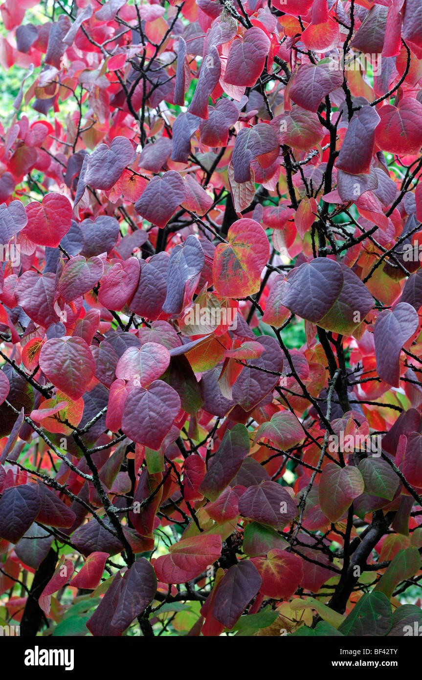 Prunus serrula smoke tree bush lumineux vibrant rouge orange jaune couleur couleur gris feuilles feuille close up detail Banque D'Images