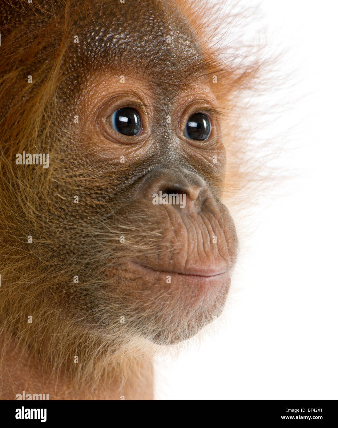 Portrait en gros bébé Orang Outang de Sumatra, 4 mois, in front of white background, studio shot Banque D'Images