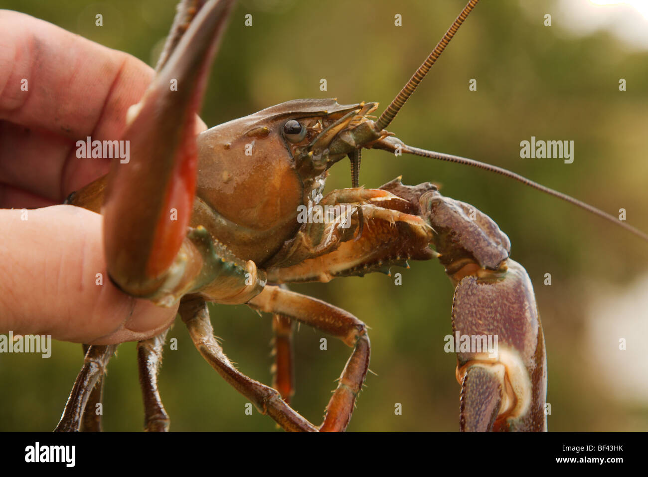 L'ecrevisse In English at Lori Vincent blog