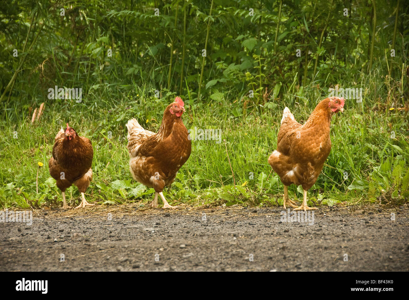 Trois poulets bruns à changement libre errant le sur une piste de terre dans la campagne britannique. Banque D'Images