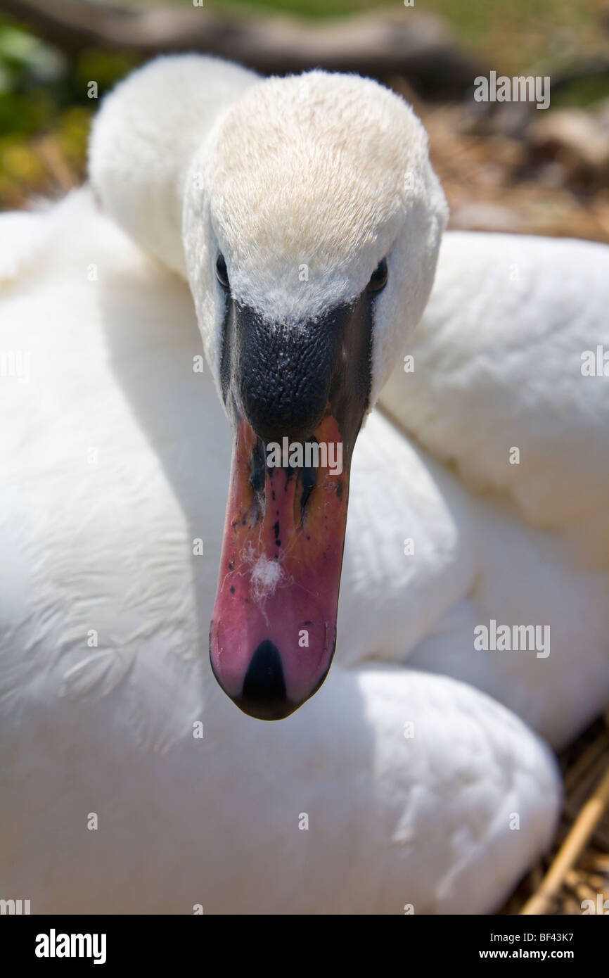 Cygne sur un nid Abbotsbury Swannery Dorset Angleterre Banque D'Images