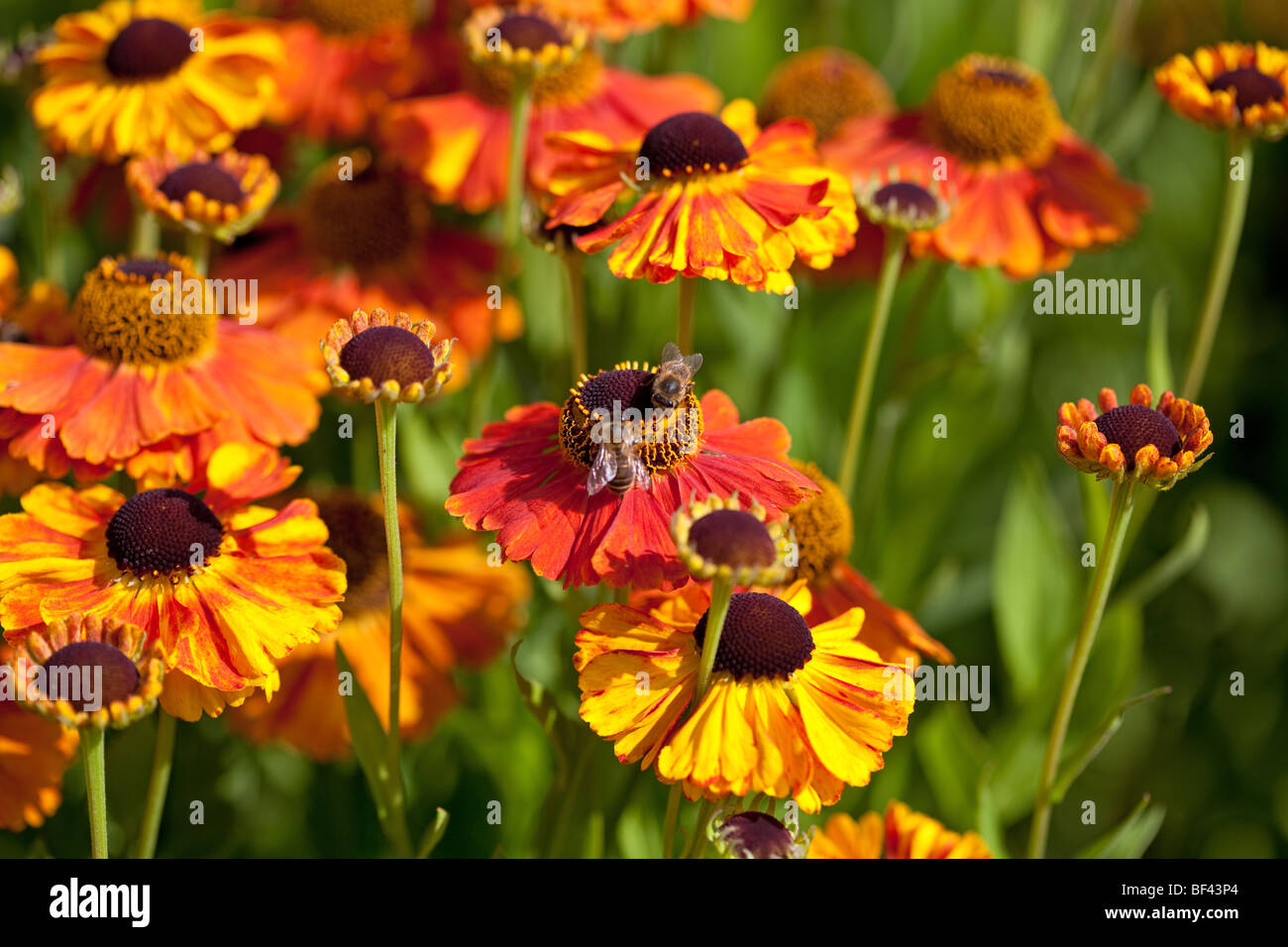 Helenium (Helen's flower) - Helenium Rubinzwerg orange vif, et jaunes, la fin de l'été magnifique afficher Banque D'Images