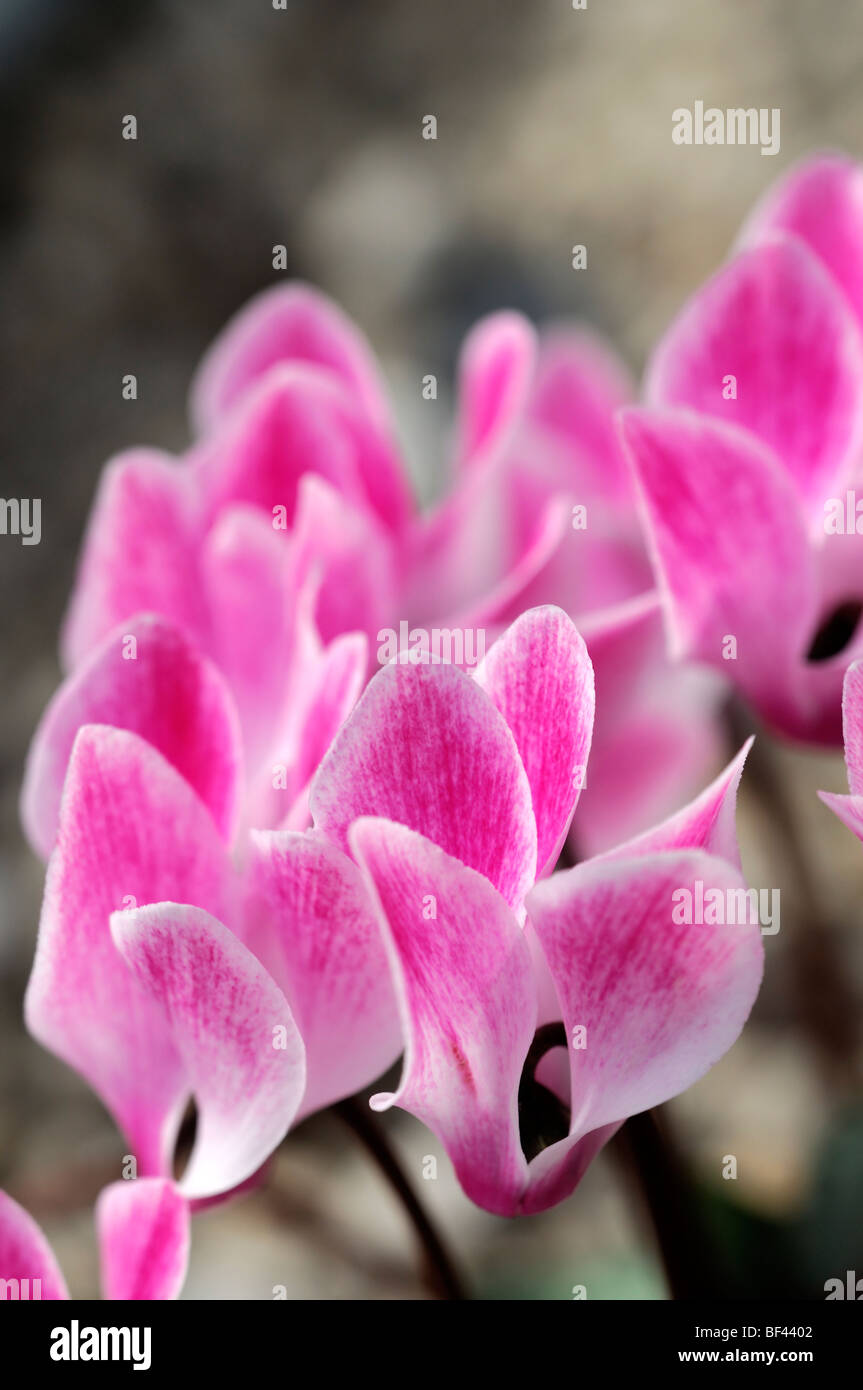 La sierra de cyclamens hybrides F1 mixte marbré rose vivace fleurs fleur fleur de ressort Banque D'Images