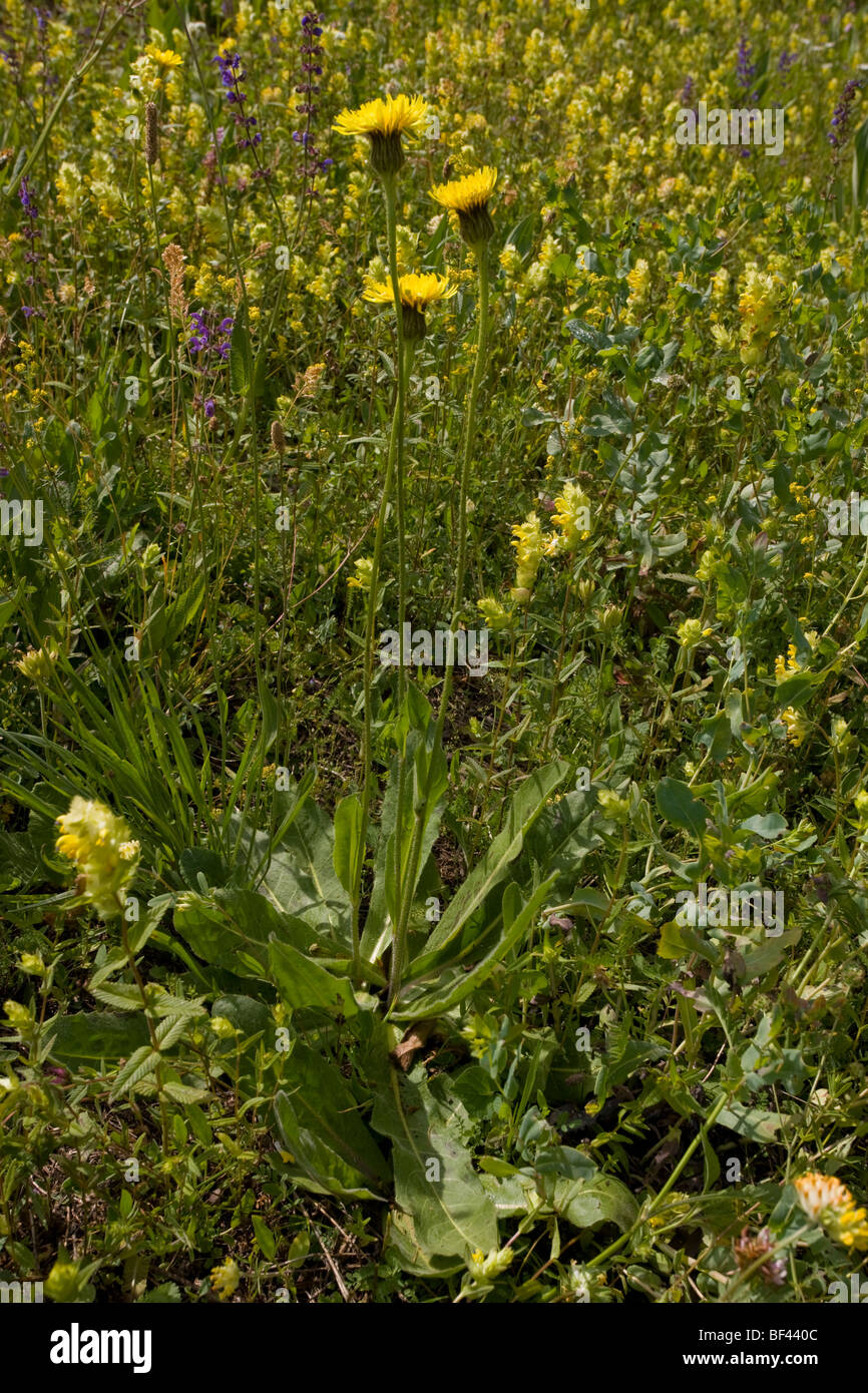 Spotted cat's ear Hypochoeris maculata, dans le Parc National des Ecrins, Alpes, France Banque D'Images