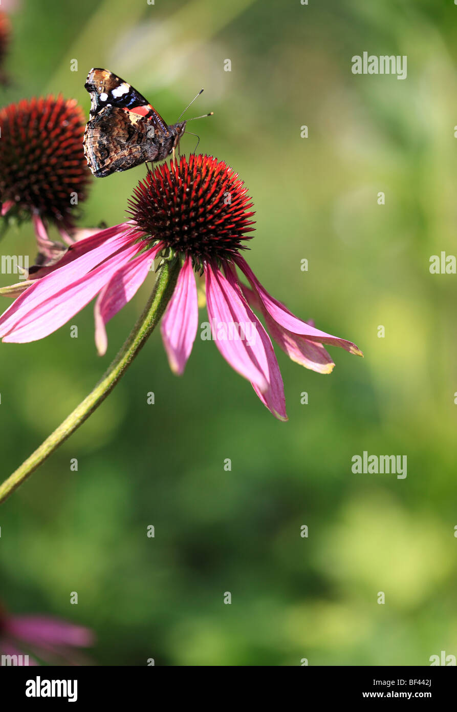 L'amiral rouge papillon sur l'échinacée purpurea Banque D'Images