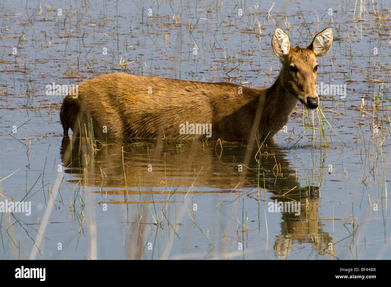 Femme Barasingha aka Swamp deer, Cervus duvauceli, la Réserve de tigres de Kanha, aka Kanha National Park, parc national de l'Inde IndiaKanha Barasingha Swamp dee Banque D'Images