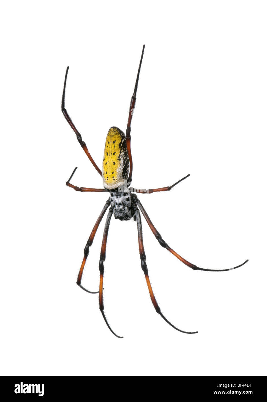 Globe Doré-web spider, Nephila inaurata madagascariensis, in front of white background, studio shot Banque D'Images