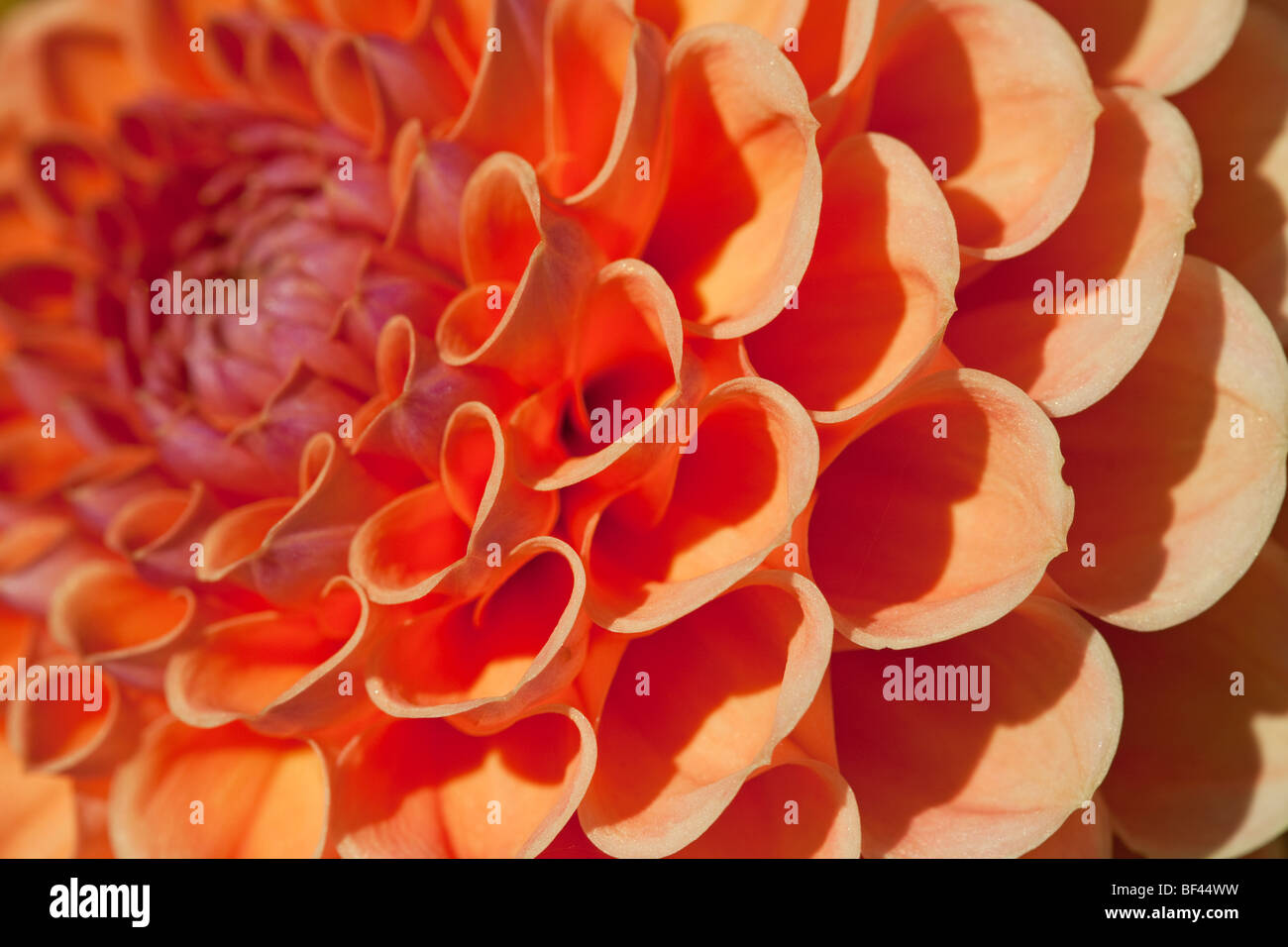 De près de l'un des pétales en forme de coeur de couleur orange Dahlia Banque D'Images