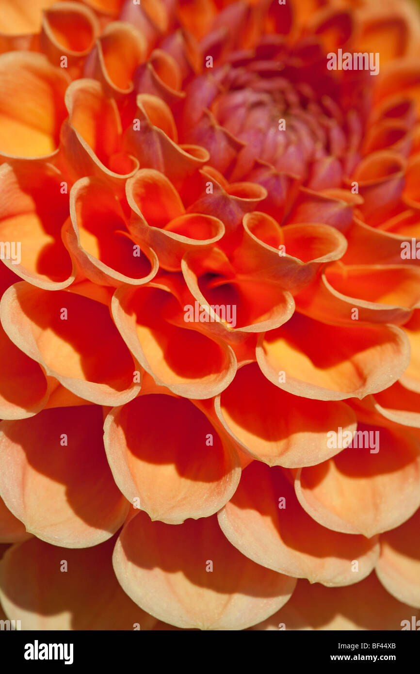 De près de l'un en forme de coeur sur pétales de couleur orange Dahlia Banque D'Images