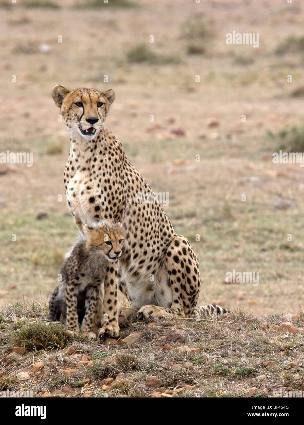 Avec son Cheetah cub Banque D'Images