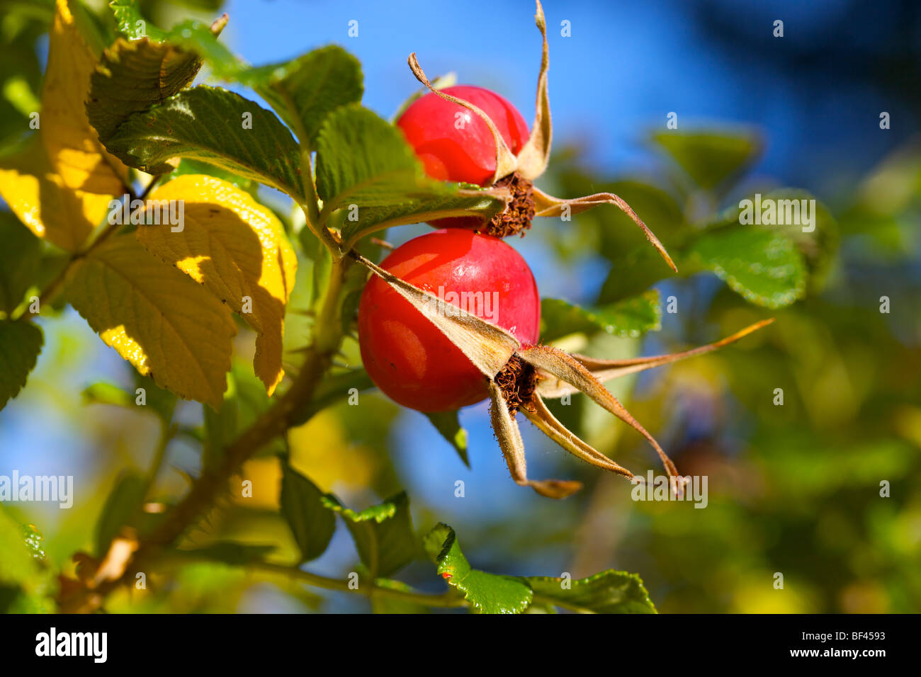 Rosa rugosa rose hips en automne Banque D'Images