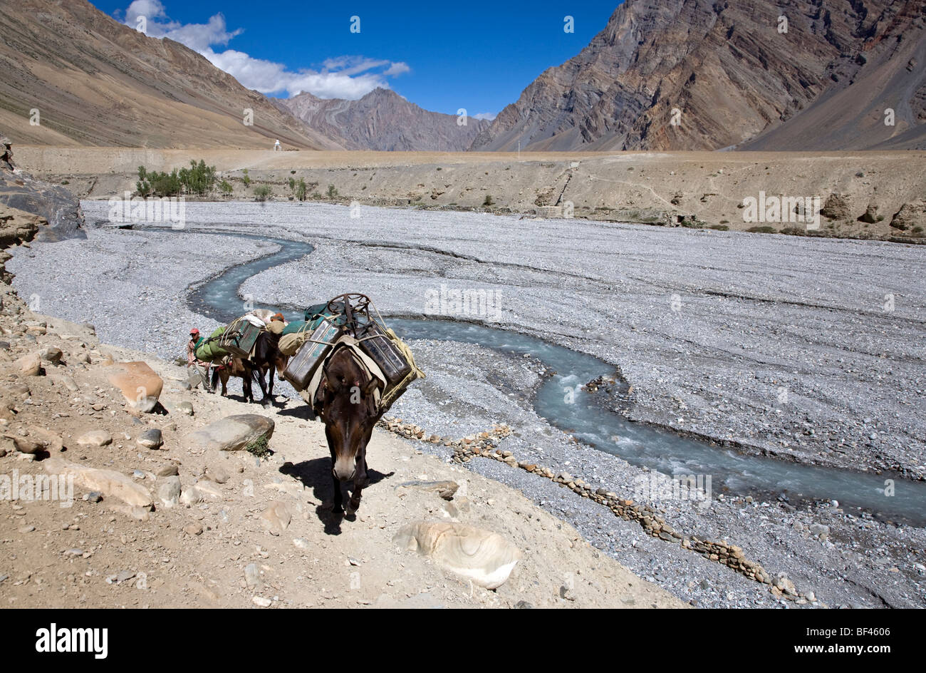 Paniers-mulets. La rivière Zanskar. Padum-Lamayuru trek. L'Inde Banque D'Images