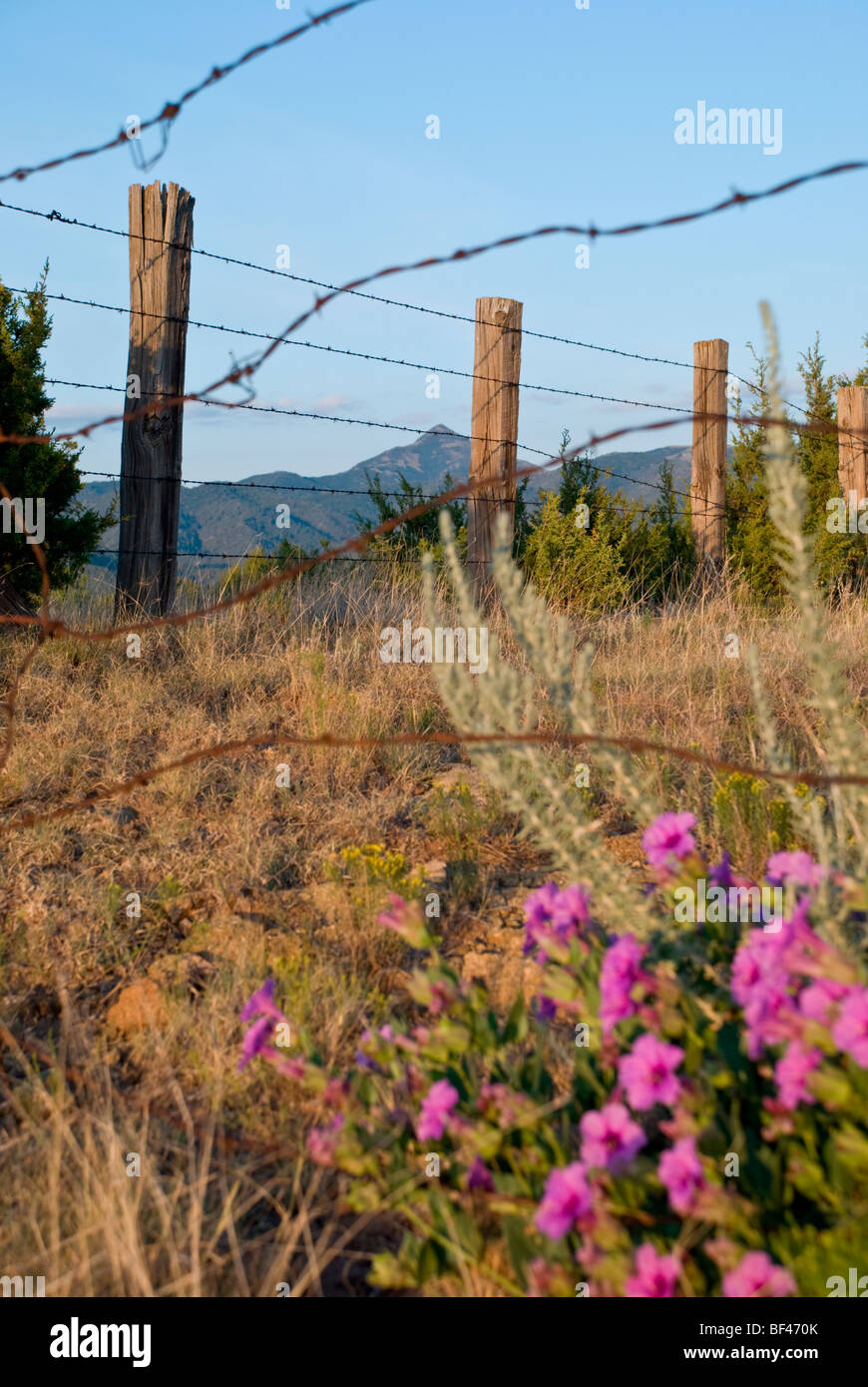 Des barbelés sillonnent la beauté naturelle de la montagnes Sacramento dans le sud du Nouveau-Mexique. Banque D'Images