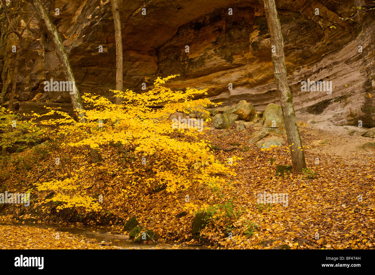 Canyon d'Ottawa à l'automne. Starved Rock State Park, Illinois Banque D'Images