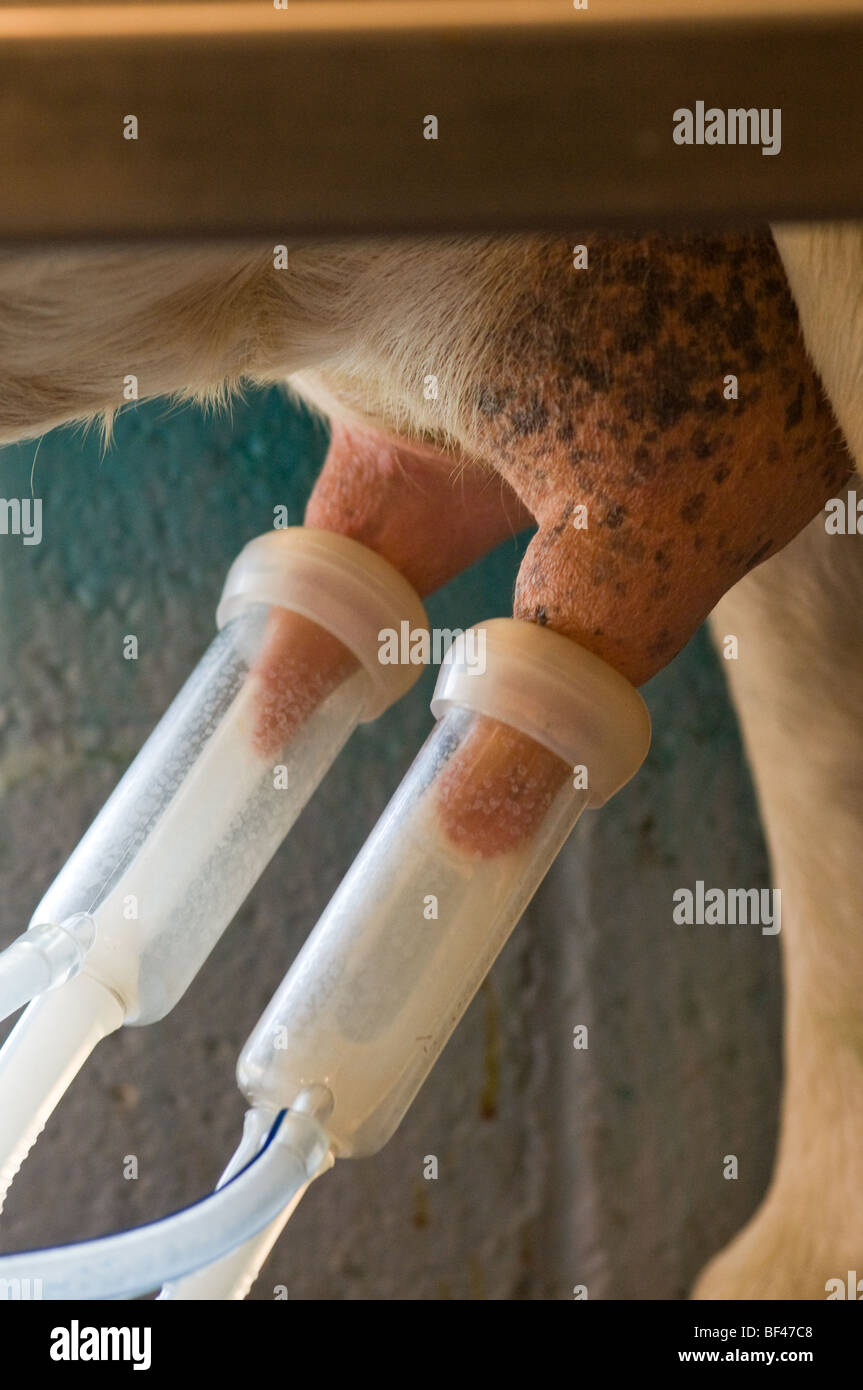 Lait de chèvre à traire, Caprkorn ferme, MD Gapland Banque D'Images