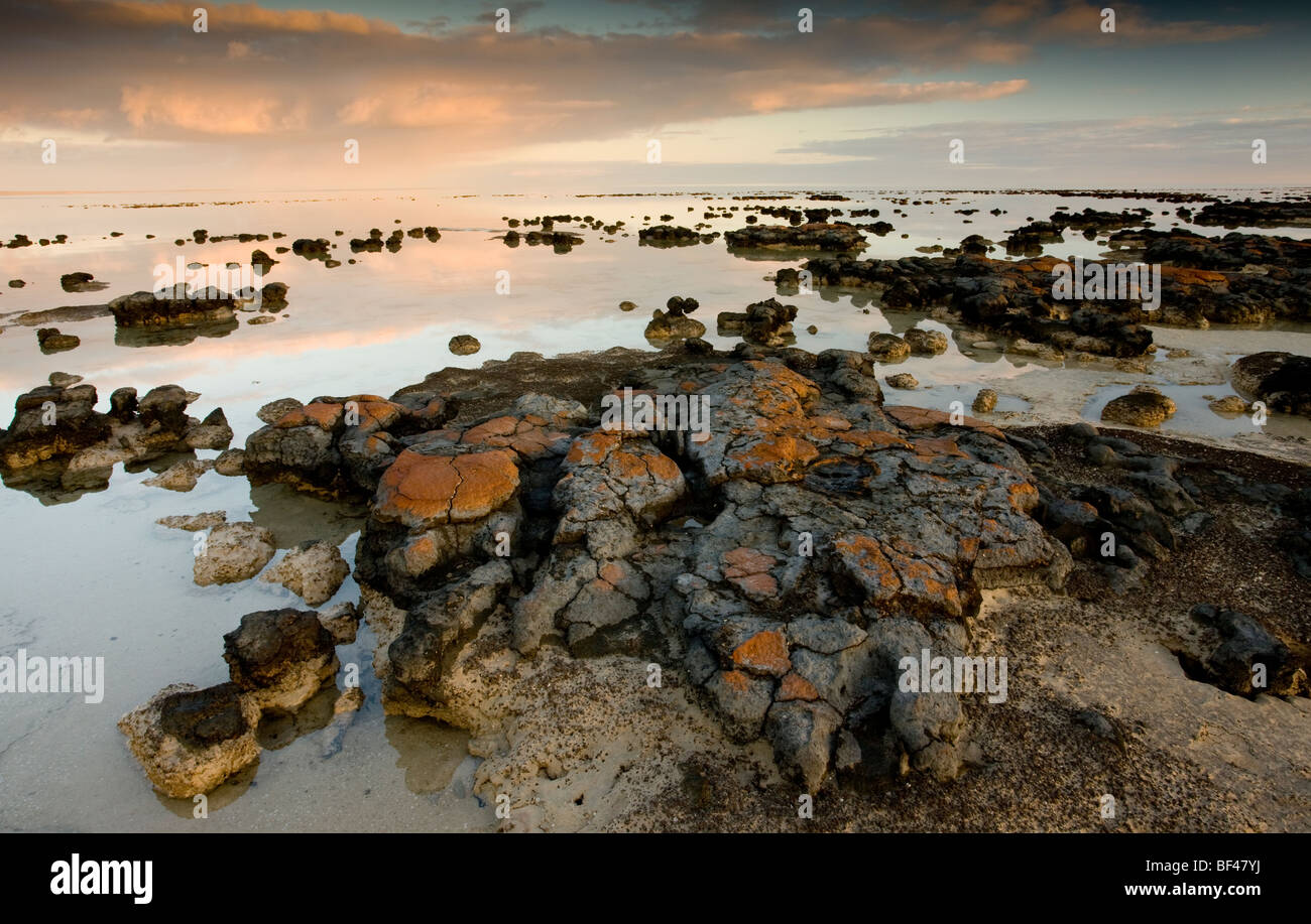 Les stromatolites de Hamelin Pool, la baie Shark, Australie occidentale. Les cyanobactéries primitives dans la lagune hypersalins, Dawn Banque D'Images