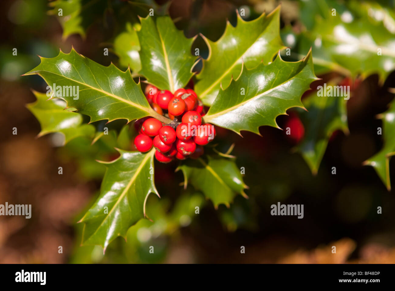 Holly Ilex aquifolium aux fruits rouges, Sussex UK automne Banque D'Images
