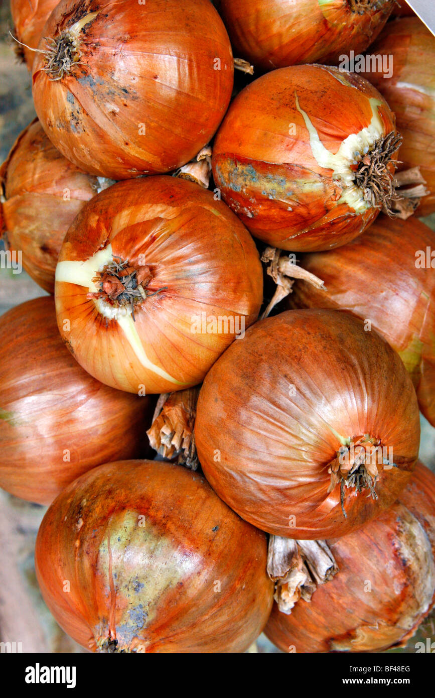 Oignon ou oignon sauvage Banque de photographies et d’images à haute résolution Alamy