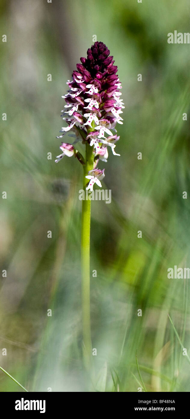 Pointe brûlée Orchid (Orchis ustulata) Banque D'Images