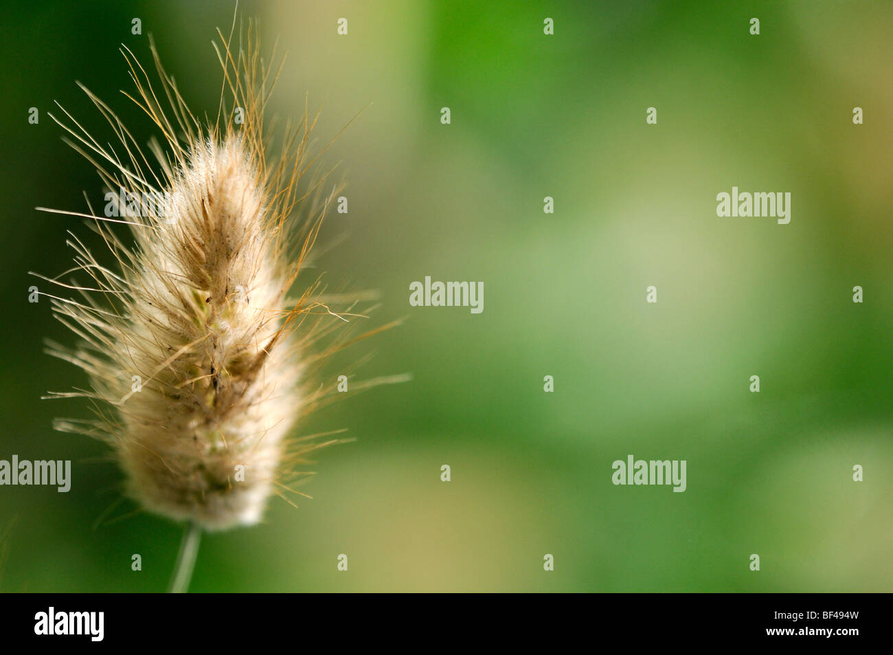 Lagurus ovatus queue lièvres jardin de graminées vivaces la plantation des plantes architecturales Banque D'Images