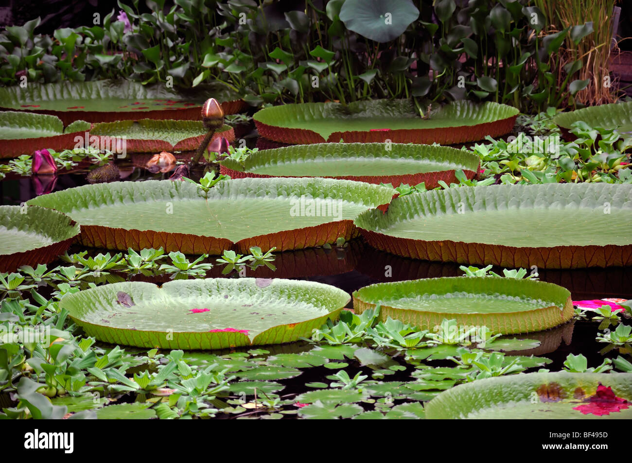 Victoria Amazonica regia nénuphar géant laisse flotter flottante pads pad Banque D'Images