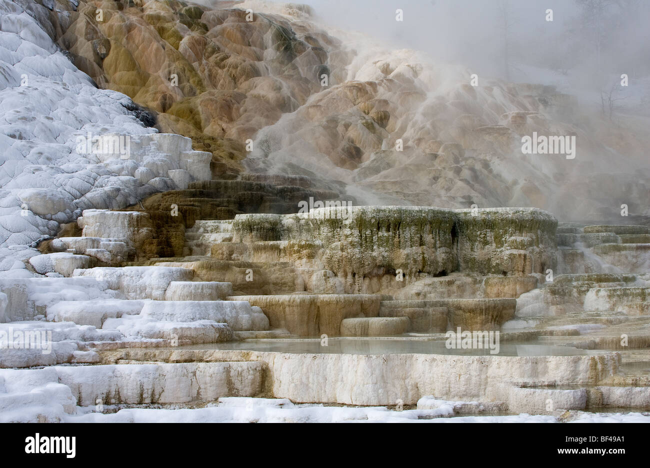 Terrasses en travertin à Mammoth Springs Banque D'Images