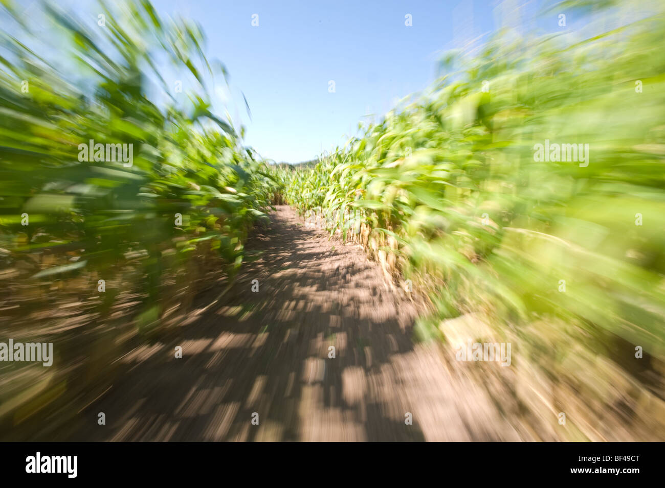 Labyrinthe de maïs, le comté de Garrett, MD Banque D'Images