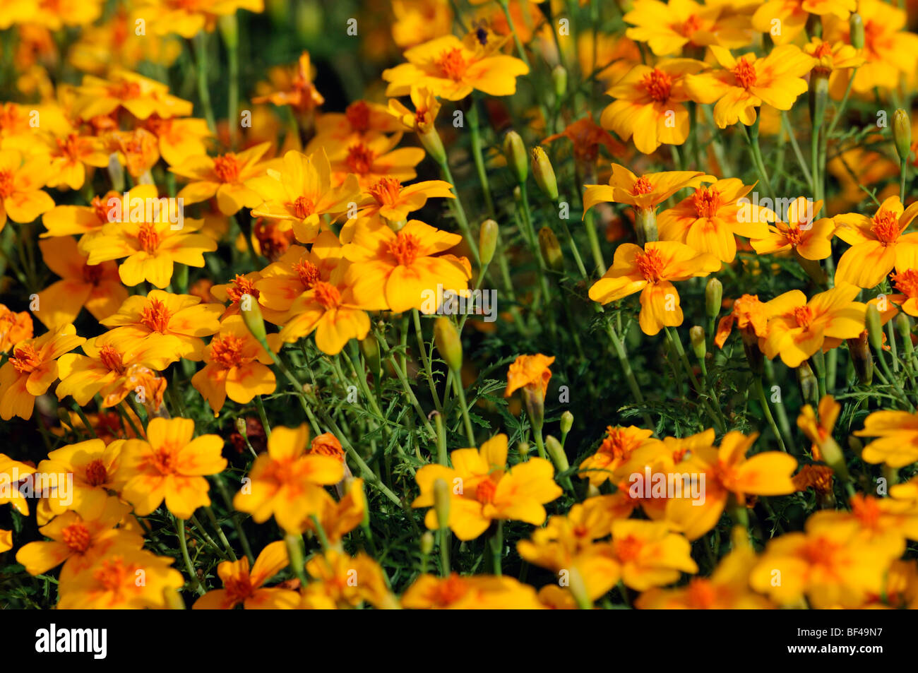 Tagetes Tenuifolia 'Gem' signata pumila Oeillet Signet fleur orange fleur plante annuelle Banque D'Images