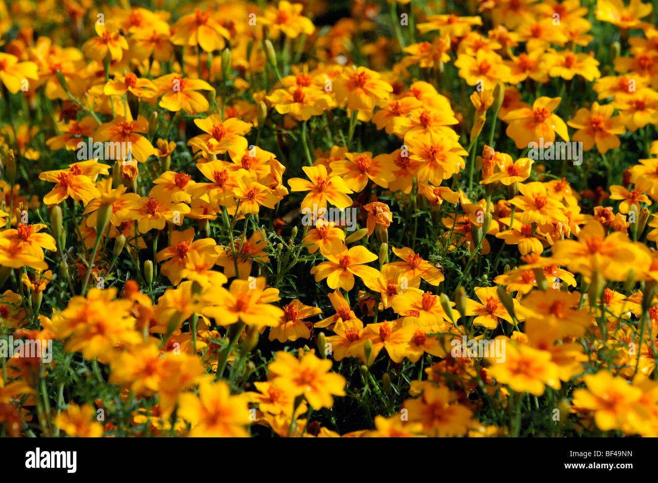 Tagetes Tenuifolia 'Gem' signata pumila Oeillet Signet fleur orange fleur plante annuelle Banque D'Images